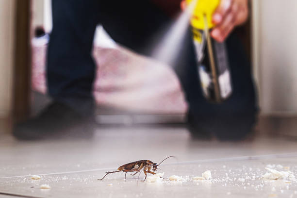 Best Flea Control Services  in Churchill, OH